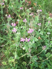 Pelargonium capitatum