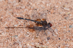 Dythemis fugax