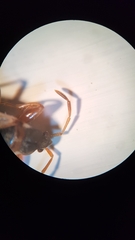 Scolopostethus grandis