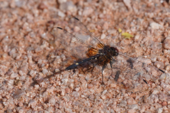 Dythemis fugax