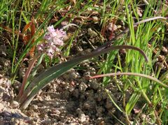 Lachenalia bachmannii