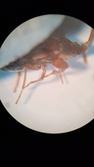 Scolopostethus grandis