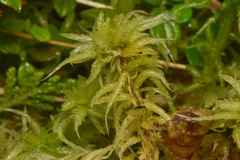 Sphagnum