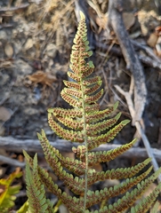 Dryopteris arguta