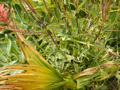 Castilleja applegatei