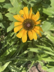 Rudbeckia hirta