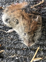 Clethrionomys gapperi