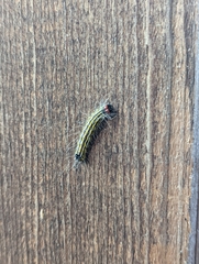 Acronicta radcliffei