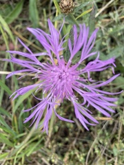 Centaurea jacea