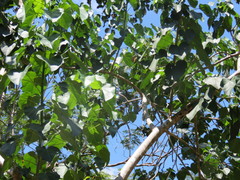 Jatropha gaumeri