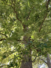 Carya ovata