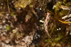 Archaeognatha