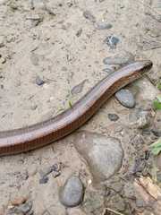 Anguis colchica