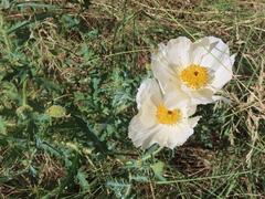 Argemone pleiacantha