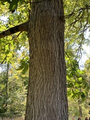 Carya ovata