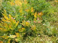 Castilleja applegatei