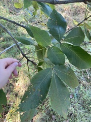 Carya ovata
