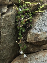 Saxifraga bronchialis