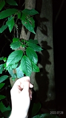 Maesa perlaria formosana