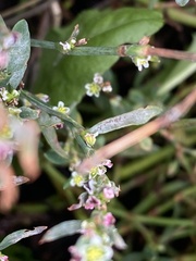 Polygonum aviculare