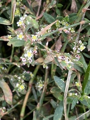 Polygonum aviculare