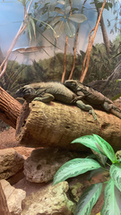 Cyclura