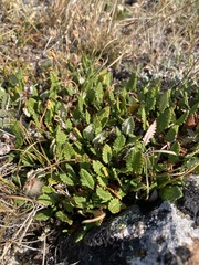 Dryas hookeriana