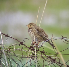 Emberiza calandra