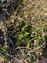 Dryas hookeriana