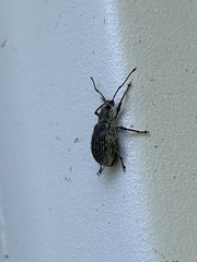 Cyrtepistomus castaneus