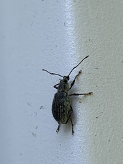 Cyrtepistomus castaneus