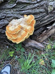 Laetiporus sulphureus