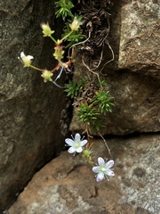 Saxifraga bronchialis