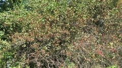 Crataegus chrysocarpa
