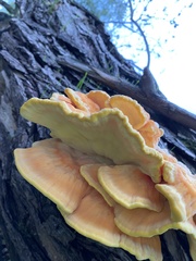 Laetiporus sulphureus