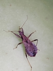 Himacerus mirmicoides