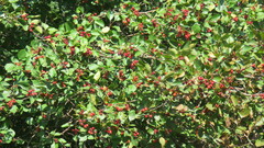 Crataegus chrysocarpa