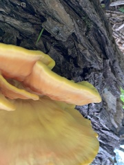 Laetiporus sulphureus