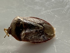 Ascra bifida
