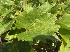 Vitis riparia