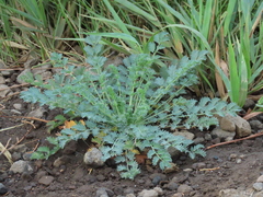 Sanguisorba occidentalis