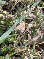 Loxostege sticticalis