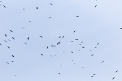 Pyrrhocorax pyrrhocorax