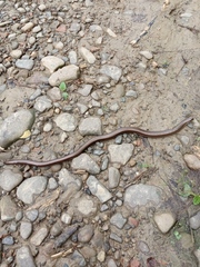 Anguis colchica