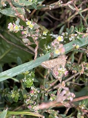 Loxostege sticticalis