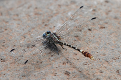 Erpetogomphus lampropeltis