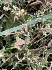 Loxostege sticticalis