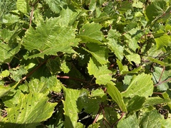 Vitis riparia