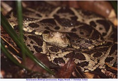 Bothrops jararacussu