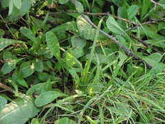Carex comosa